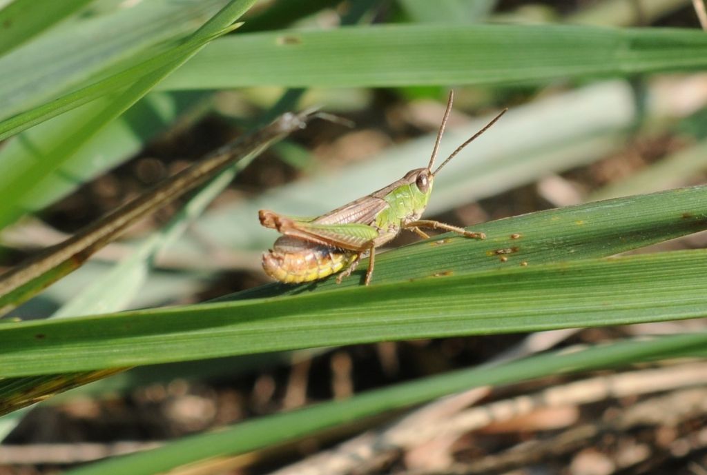 Chorthippus cfr. dorsatus dorsatus